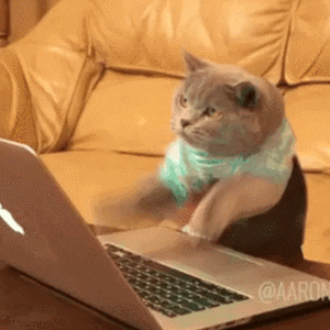 busy cat typing giphy